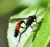 Campopleginae inconnu